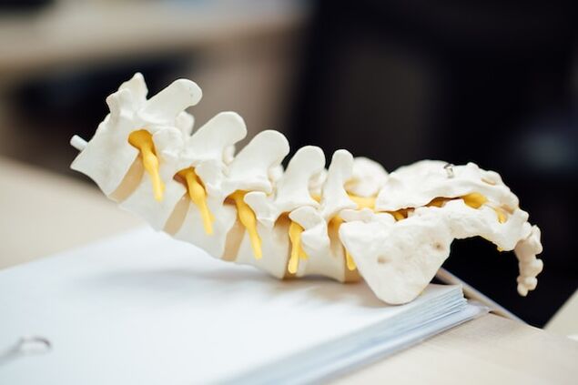 Anatomický model ľudskej chrbtice